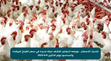 تحديث الأسعار.. بورصة الدواجن تكشف حركة جديدة في سعر الفراخ البيضاء والساسو ليوم الاثنين 8-9-2025